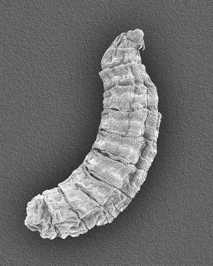 Fly Larva #1 Photograph by Dennis Kunkel Microscopy/science Photo Library
