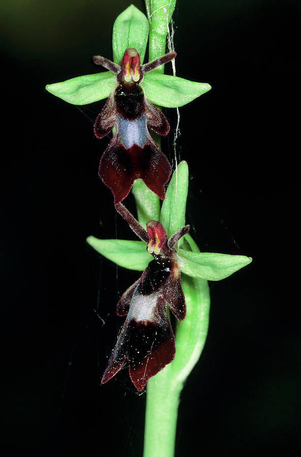 Fly Orchid Flowers #1 Photograph by Paul Harcourt Davies/science Photo Library