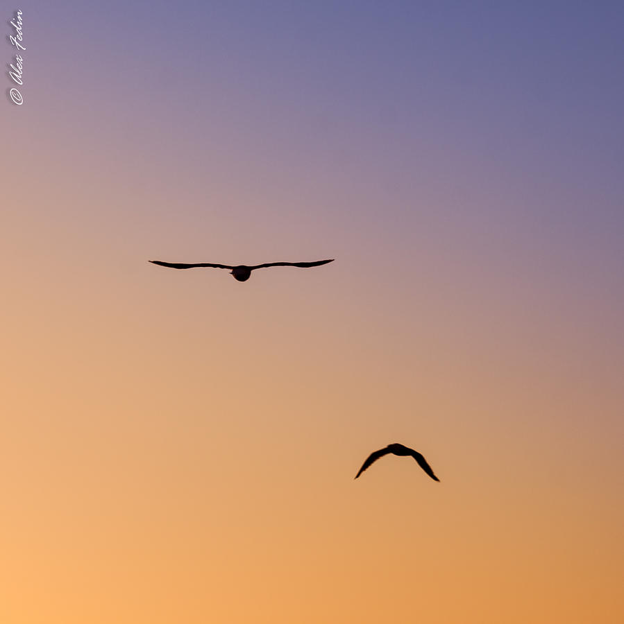 Flying Birds #1 Photograph by Alexander Fedin