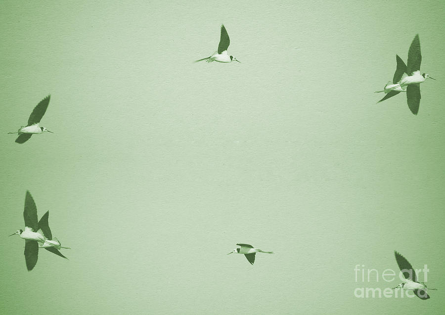 Flying Birds #1 Photograph by THP Creative