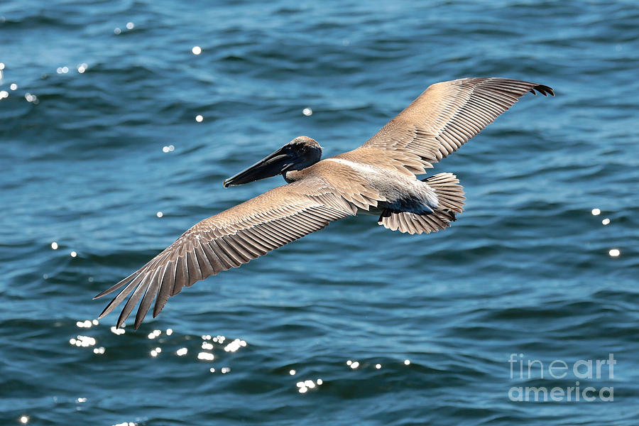 Flying Brown Pelican Wings Photograph by Carol Groenen