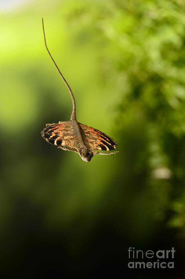 Animal Photograph - Flying Dragon In Flight #1 by Scott Linstead