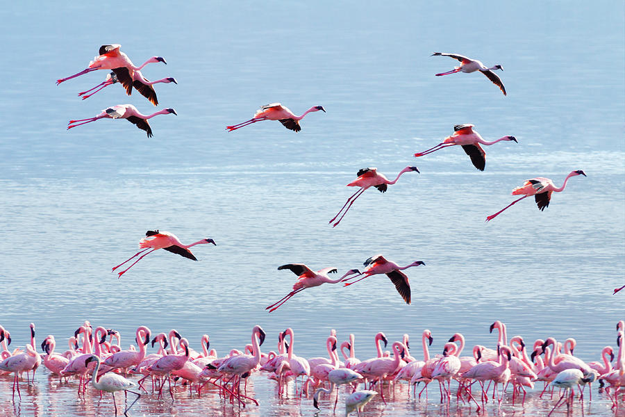Flying Flamingo #1 Photograph by Ivanmateev