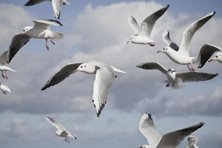 Flying seagulls Photograph by Maria Heyens