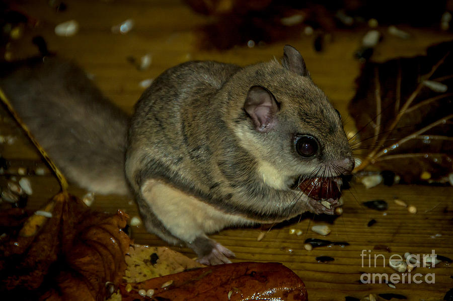 Flying Squirrel #1 Photograph by Cheryl Baxter