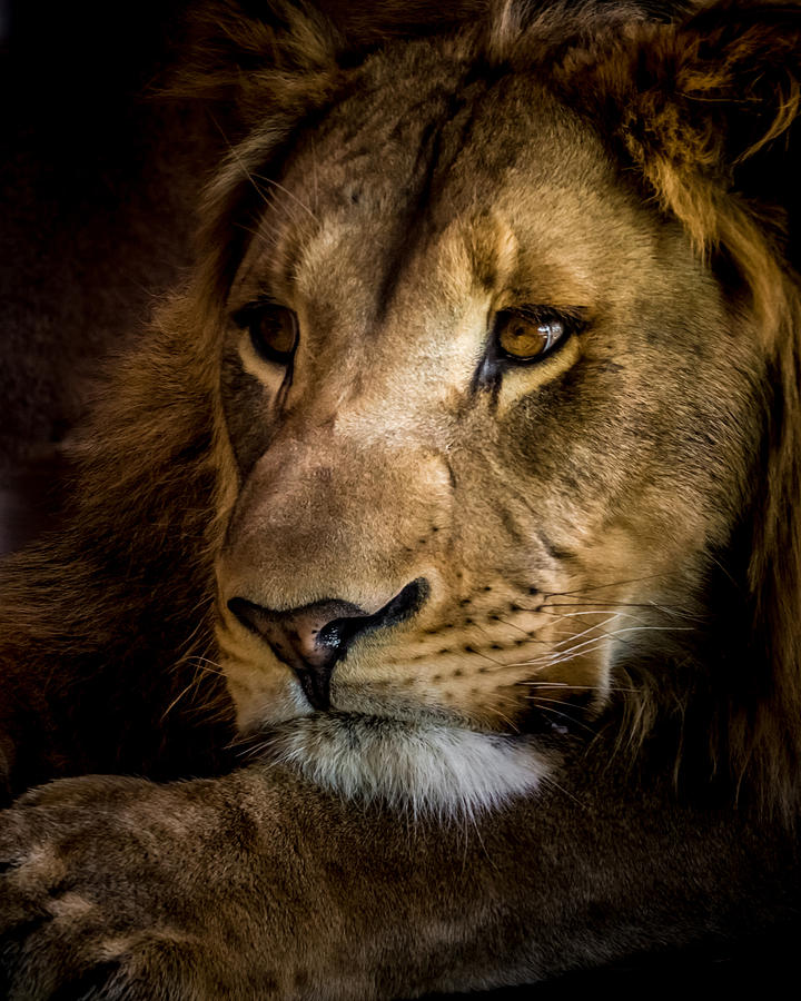 Lion Photograph - Focused #1 by Ernest Echols