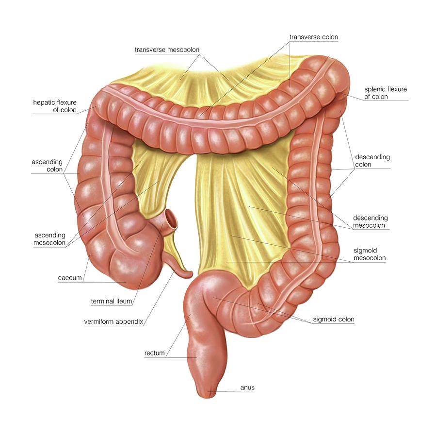 Anatomy Photograph - Foetal Large Intestine #1 by Asklepios Medical Atlas
