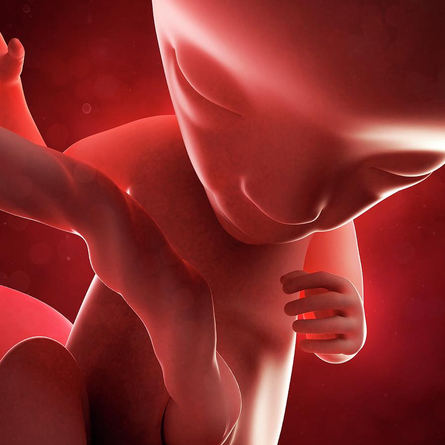 Foetus At 14 Weeks Photograph By Scieproscience Photo Library Fine Art America 