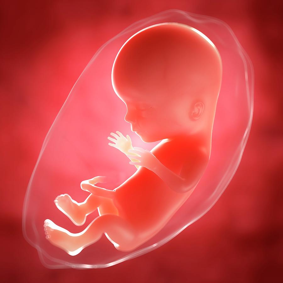 Foetus At 15 Weeks Photograph by Sciepro/science Photo Library - Fine ...