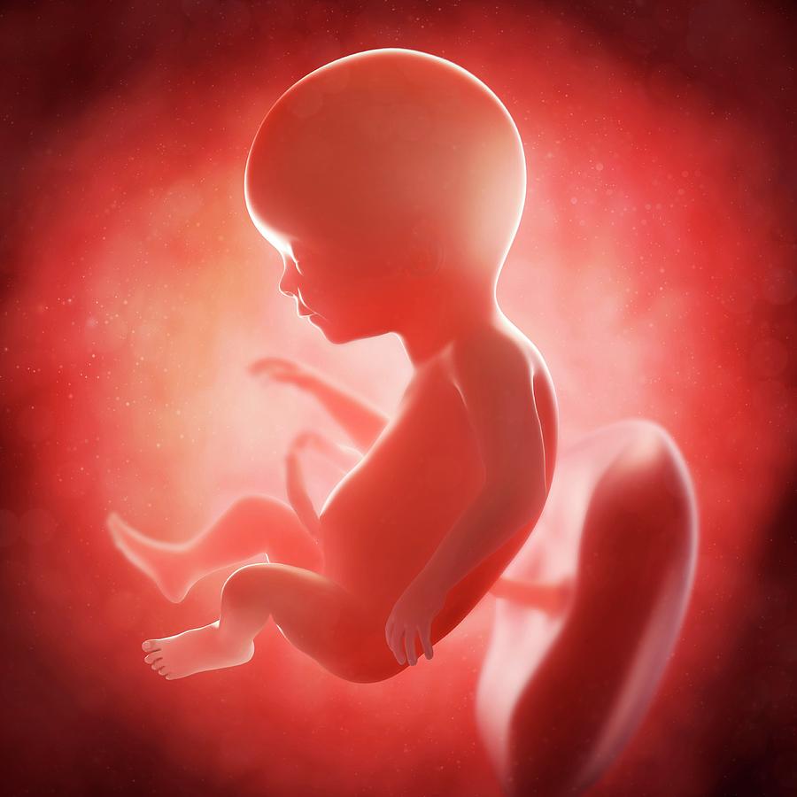 Эмбрион человека 17 недель