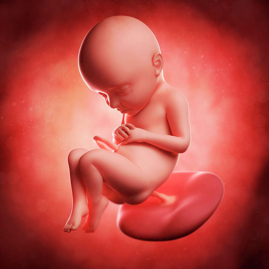 foetus-at-32-weeks-photograph-by-sciepro-science-photo-library-pixels