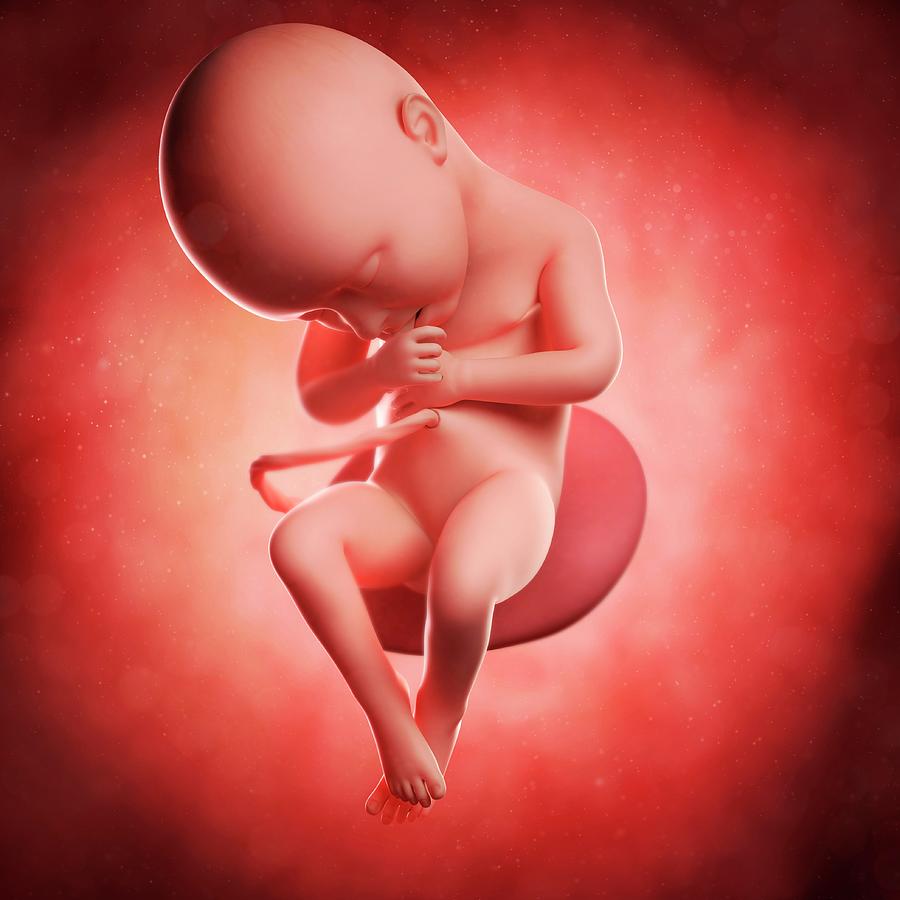 Foetus At 36 Weeks #1 Photograph by Sciepro/science Photo Library