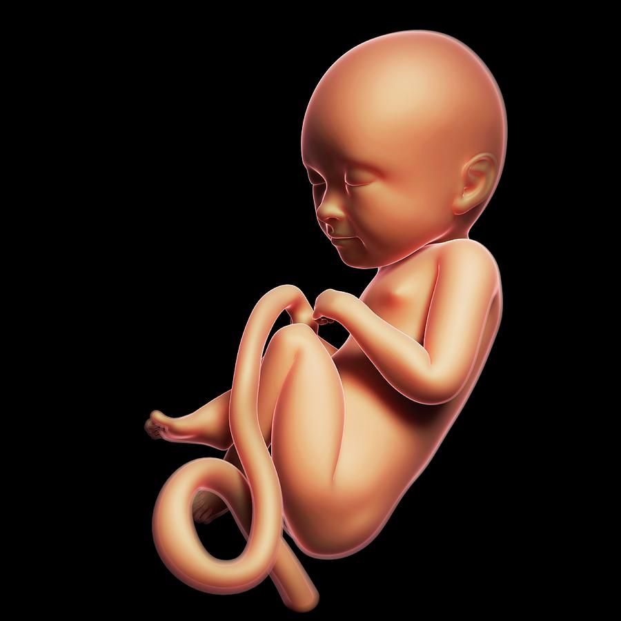 Эмбрион на белом фоне