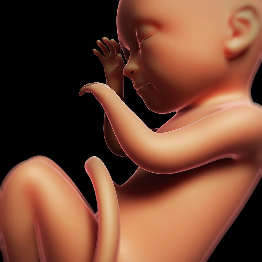 Foetus At 9 Months #1 Photograph by Sebastian Kaulitzki
