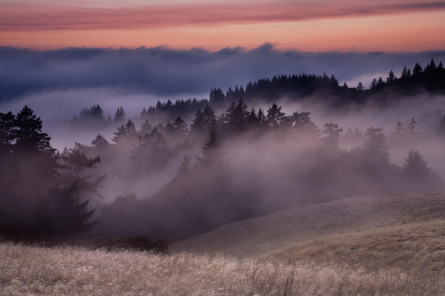 Magic Photograph - Fog Creeps Between Coastal Redwood #1 by Eric Rorer