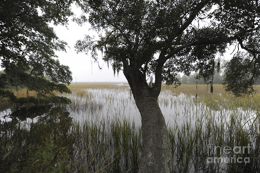 Tree Photograph - Fog on the Water #2 by Dale Powell