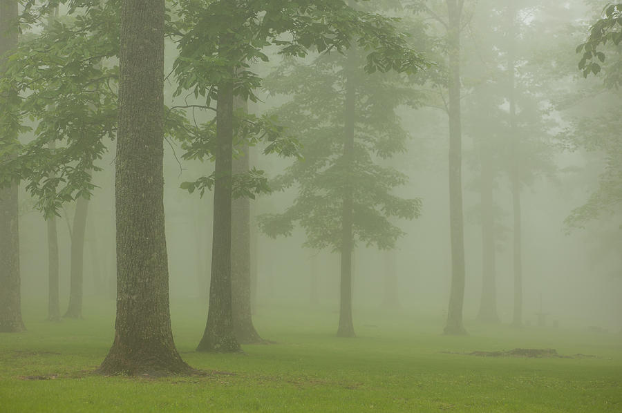 Foggy forest #1 Photograph by Joye Ardyn Durham