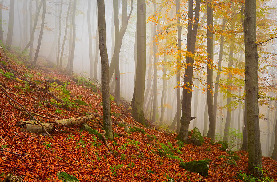 Foggy Forest #1 Photograph by Milan Gonda