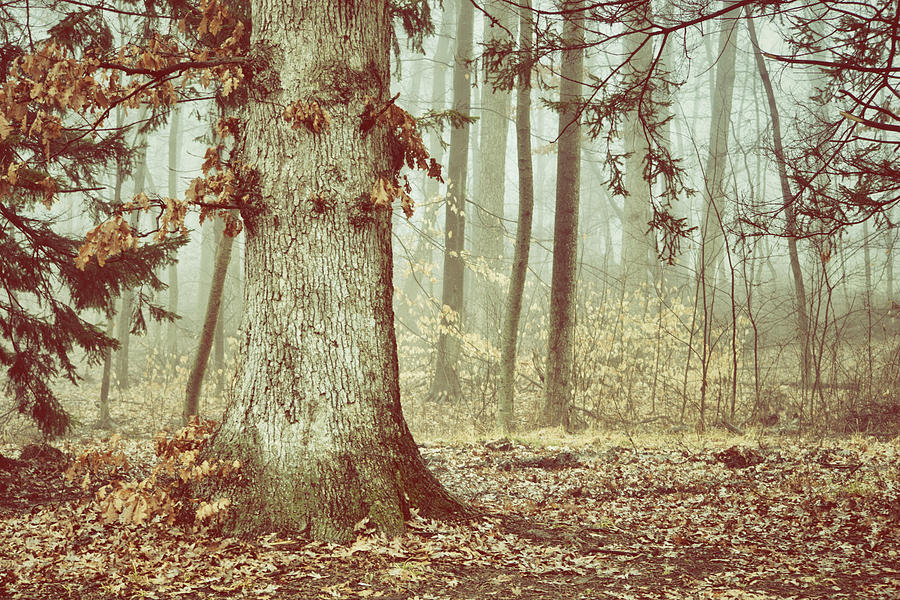 Tree Mixed Media - Foggy Forest #1 by Trish Tritz