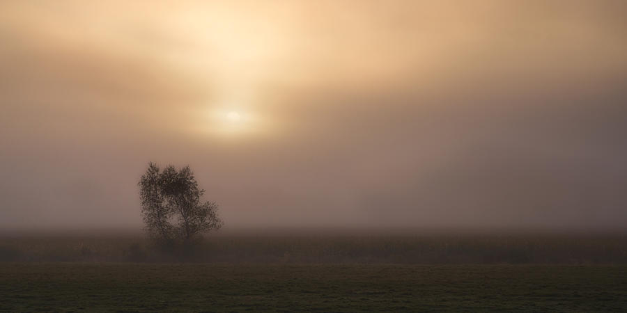 Foggy Morn #1 Photograph by Darylann Leonard Photography
