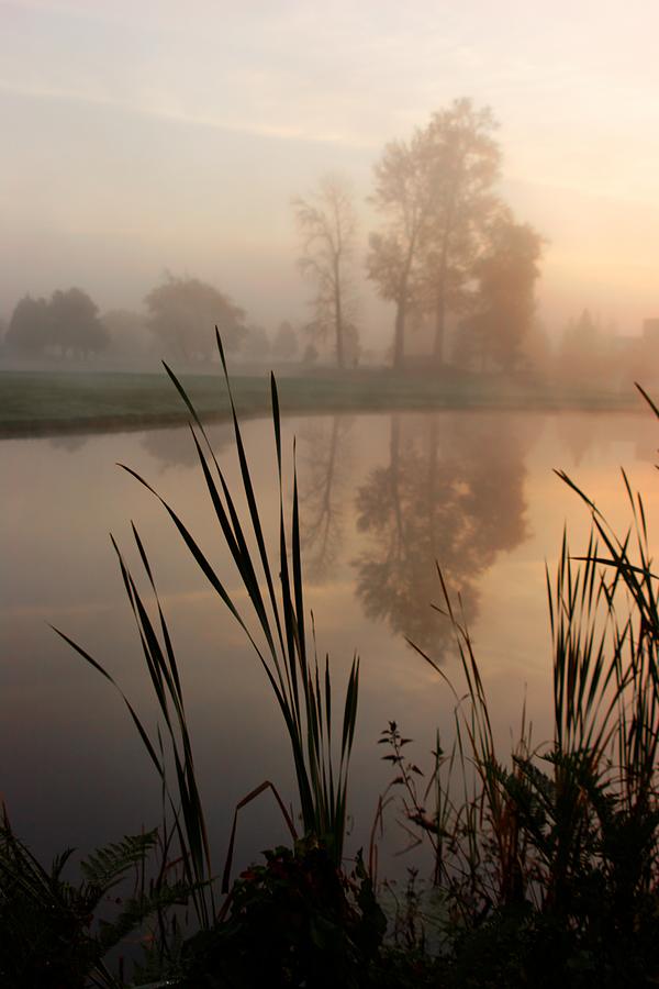 Foggy Morning Photograph
