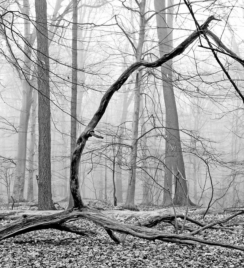 Foggy Morning Deciduous Forest #1 Photograph by A Macarthur Gurmankin