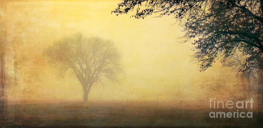 Foggy Morning #2 Photograph by Pam  Holdsworth