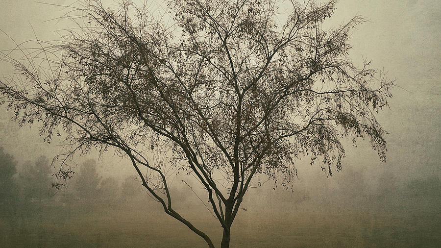 Foggy Morning  #1 Photograph by Saija Lehtonen