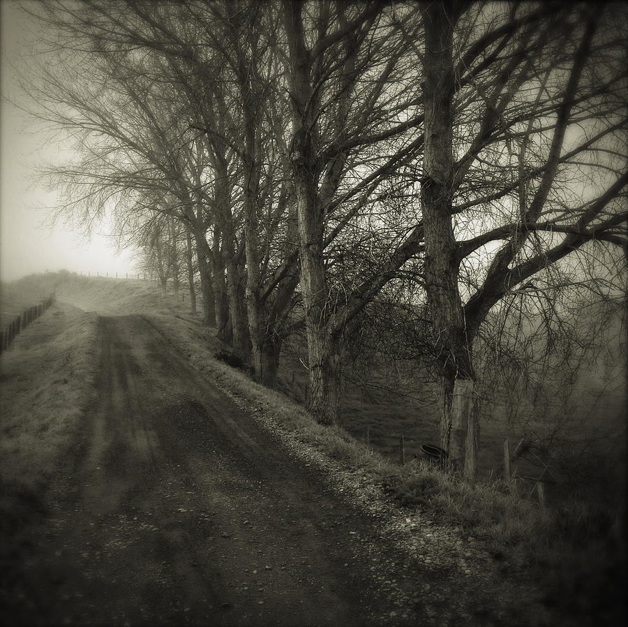 Foggy Trail Photograph