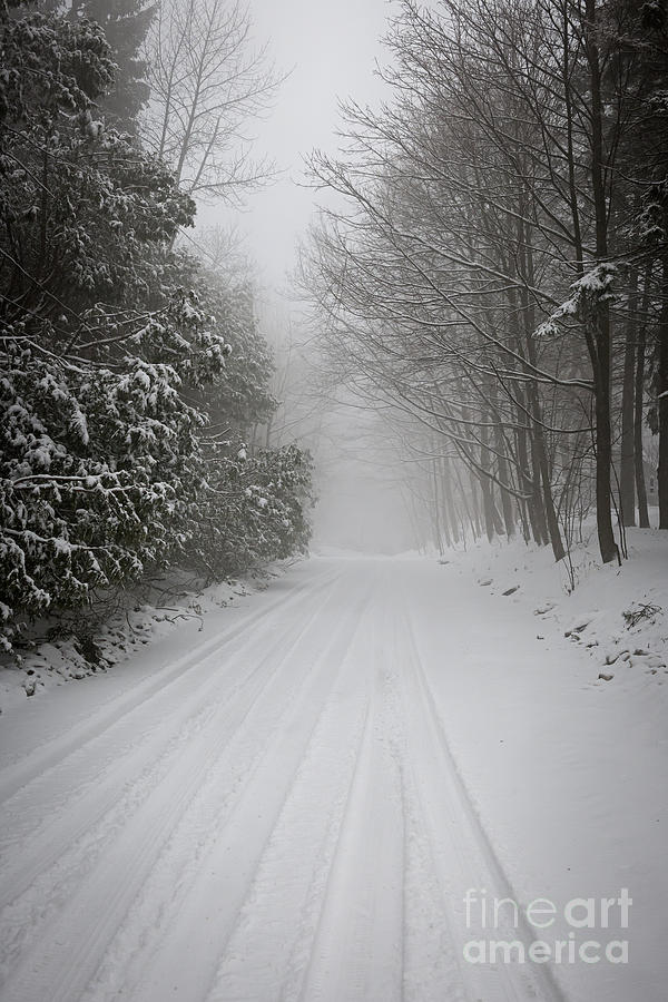 Foggy winter road 1 Photograph by Elena Elisseeva