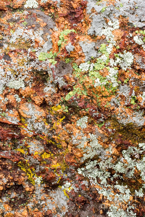 Foliose Lichens On Red Granite #1 Photograph by Gregory G. Dimijian