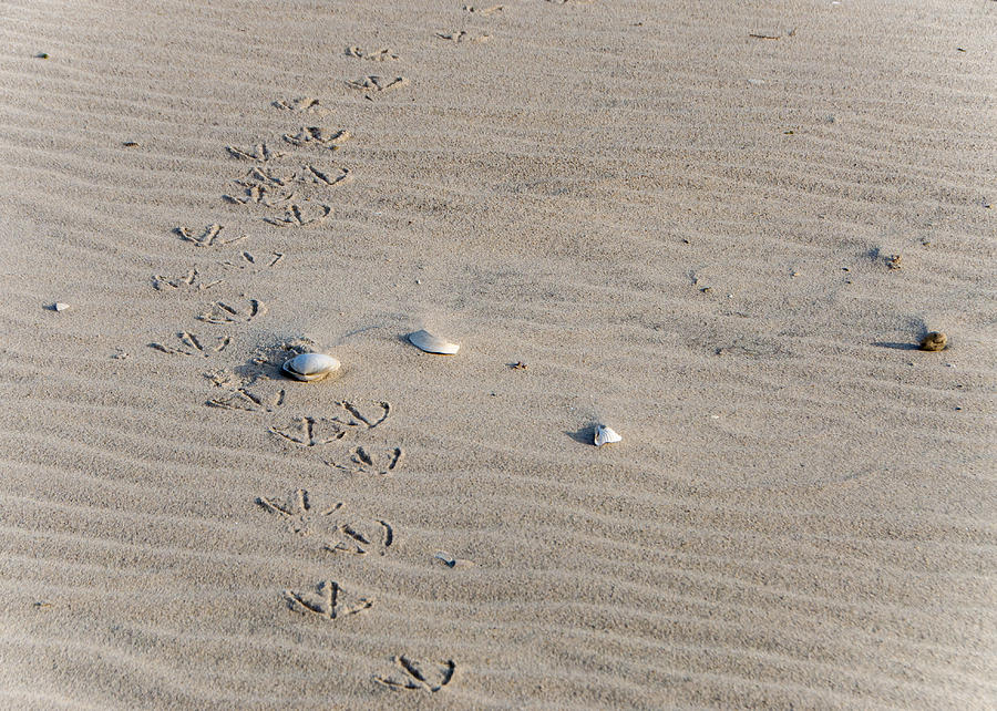 Footprints #2 Photograph by Cathy Kovarik