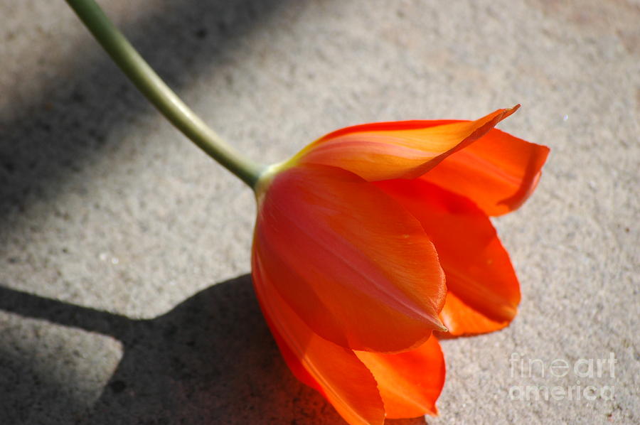 Tulip Photograph - For You by Christiane Hellner-OBrien