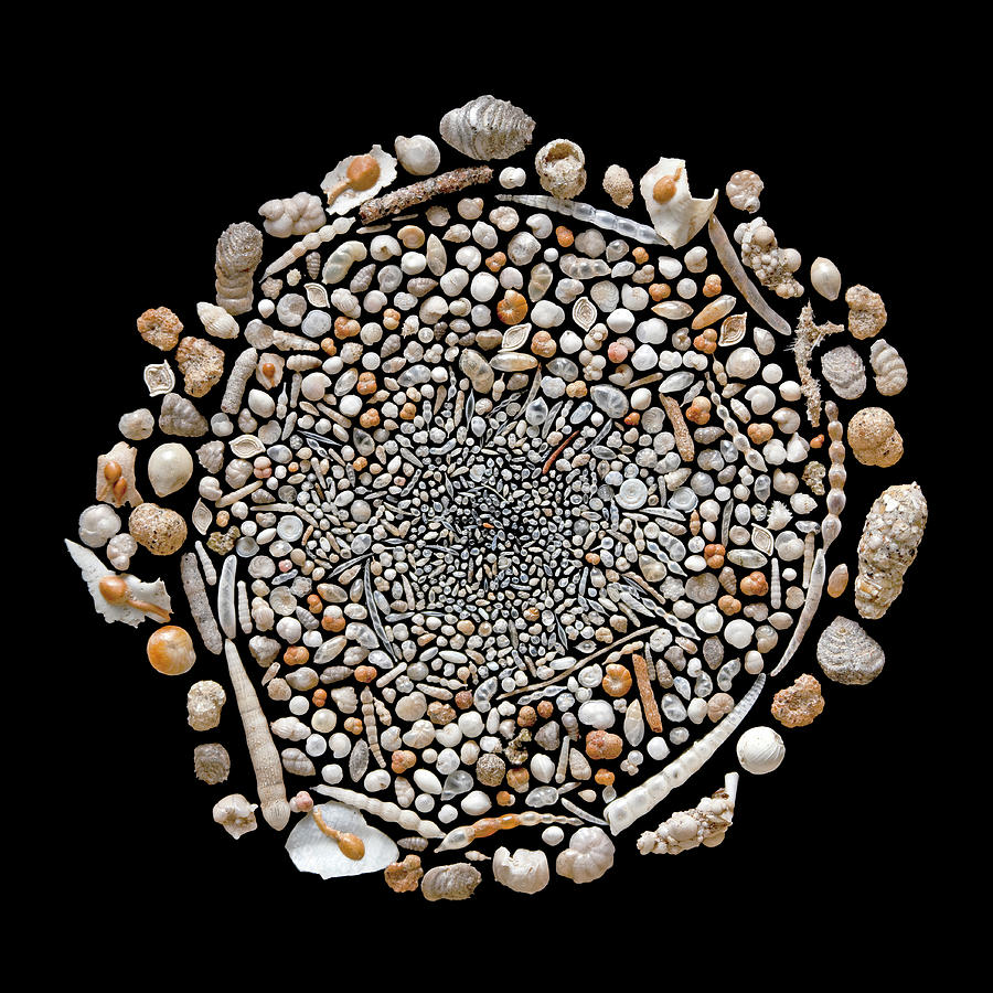 Animal Photograph - Foraminifera From Challenger Expedition #1 by Natural History Museum, London