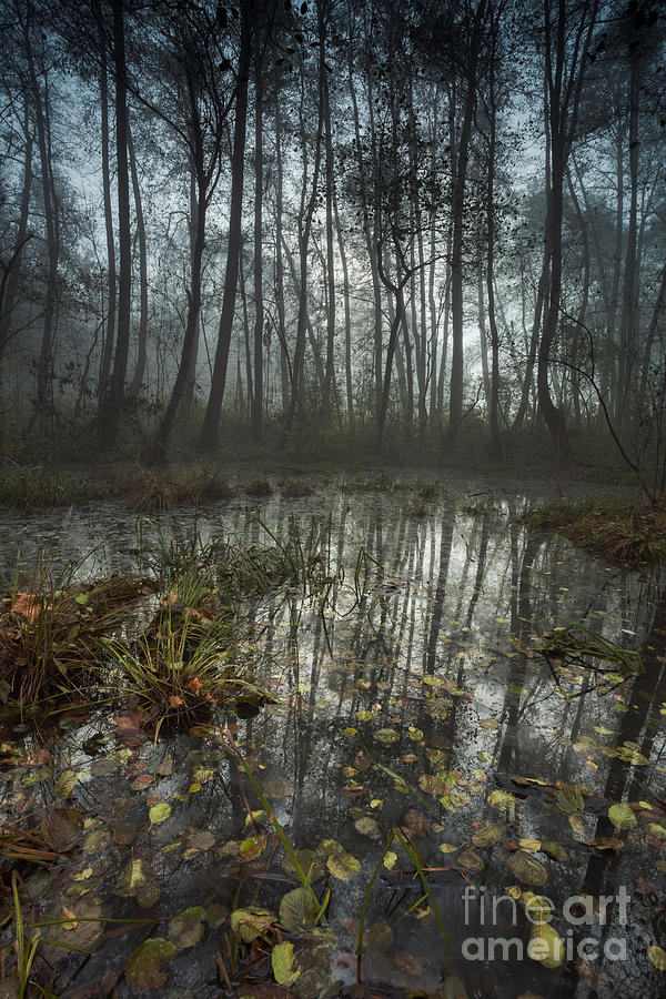 Forest and swamp in the mist north Italy #1 Photograph by Matteo Colombo