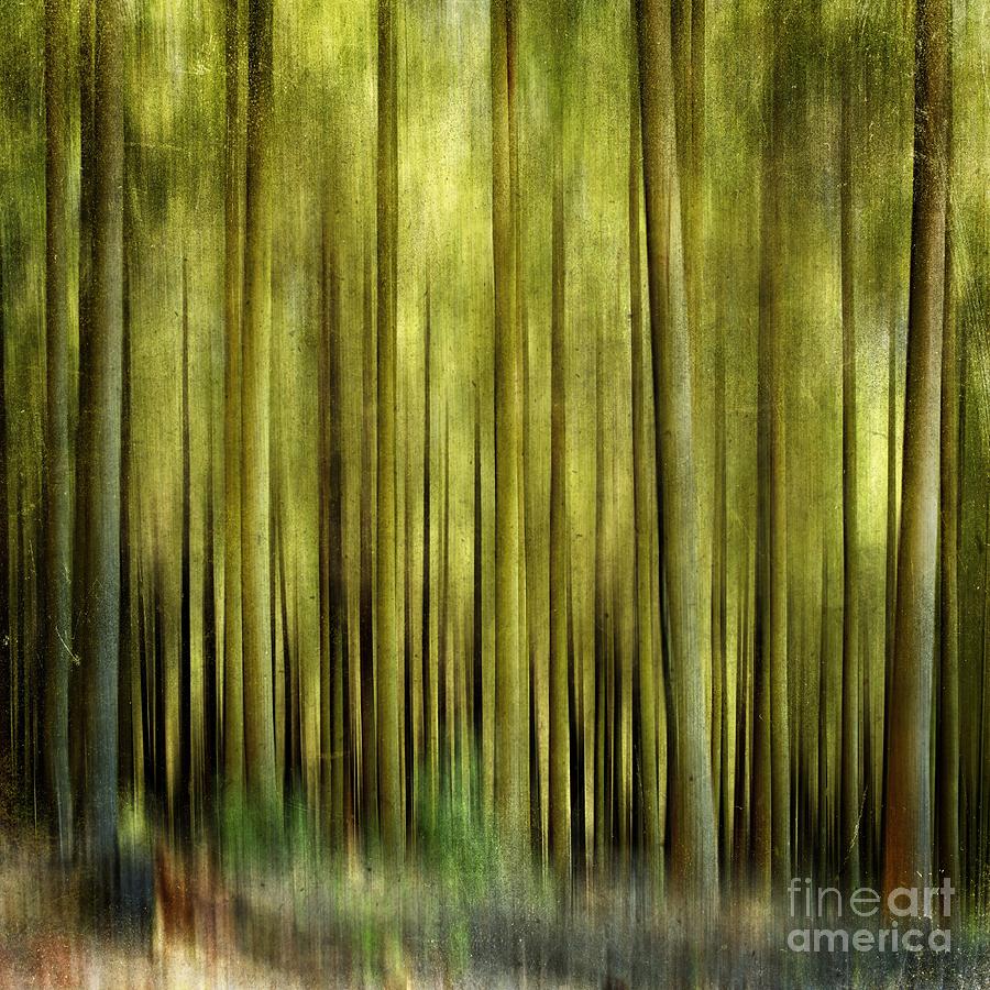 Abstract Photograph - Forest #1 by Bernard Jaubert