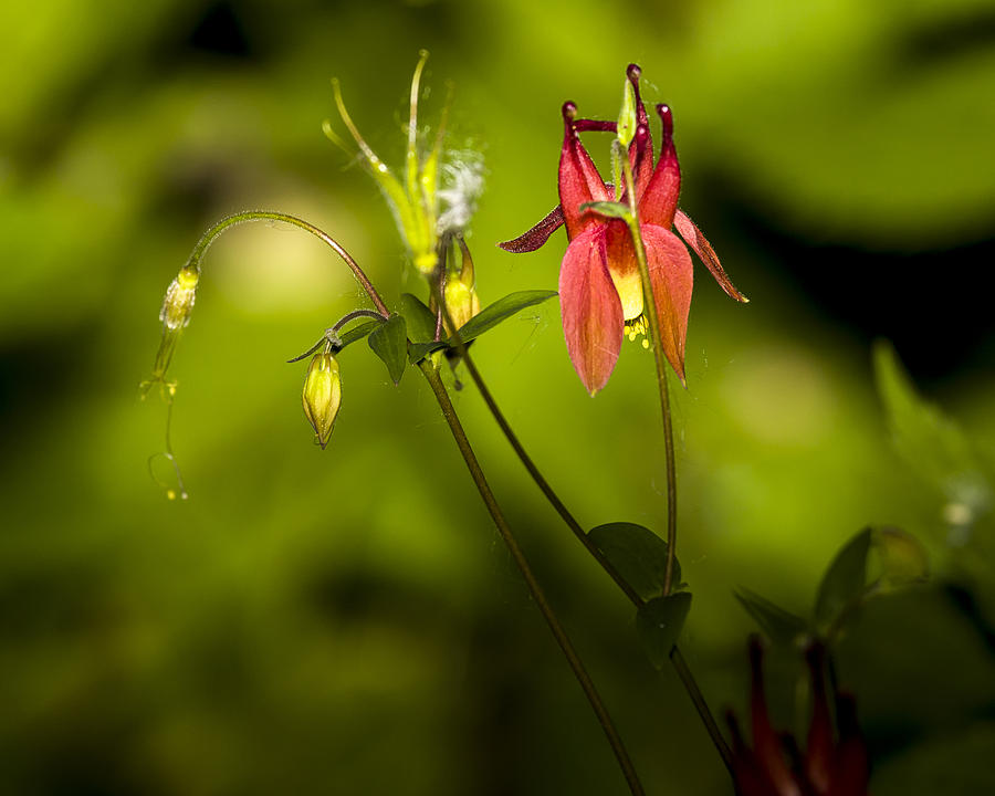 Nature Photograph - Forest Columbine  #2 by Jack R Perry