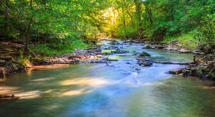 Forest creek in Kentucky Photograph by Alexey Stiop