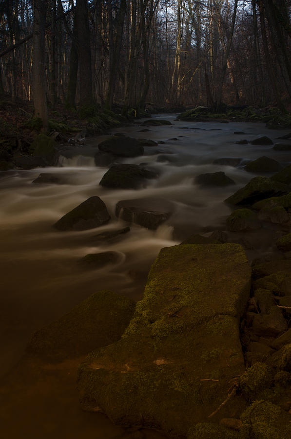 Tree Photograph - Forest Creek #2 by Miguel Winterpacht