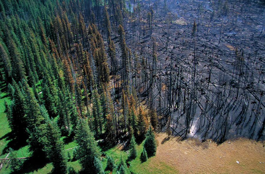 Tree Photograph - Forest Fire Damage #1 by Kari Greer/science Photo Library