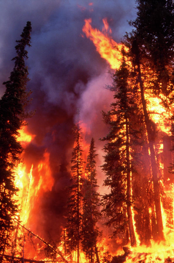 Tree Photograph - Forest Fire #1 by Kari Greer/science Photo Library