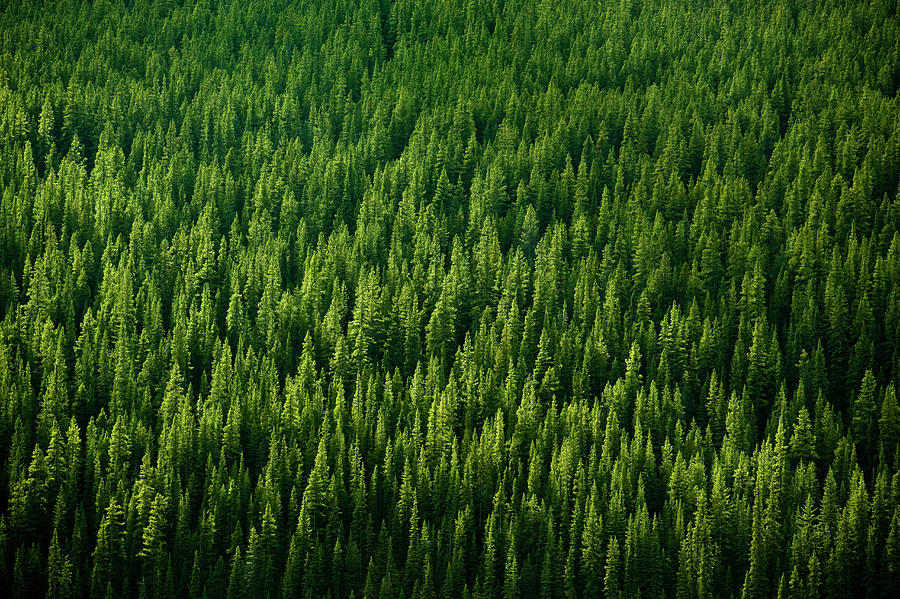 Forest In Banff National Park Photograph by Paul Giamou - Fine Art America