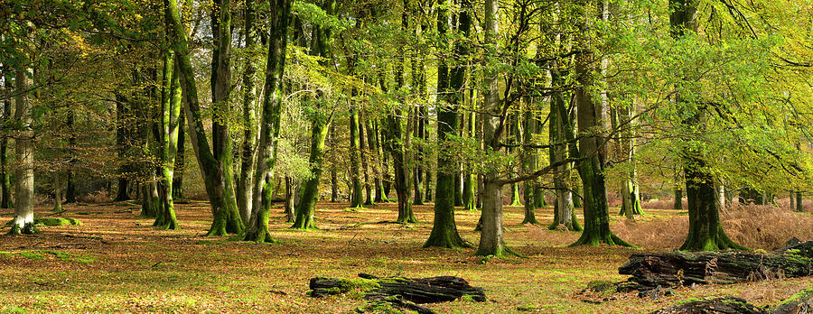 Forest Interior, New Forest, Hampshire #1 Photograph by Travelpix Ltd
