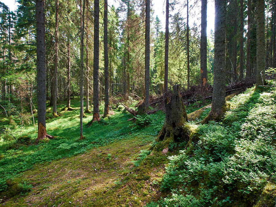Nature Photograph - Forest #1 by Jouko Lehto