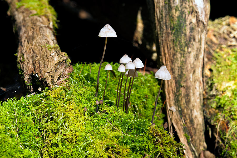 Forest mushrooms  #1 Photograph by U Schade