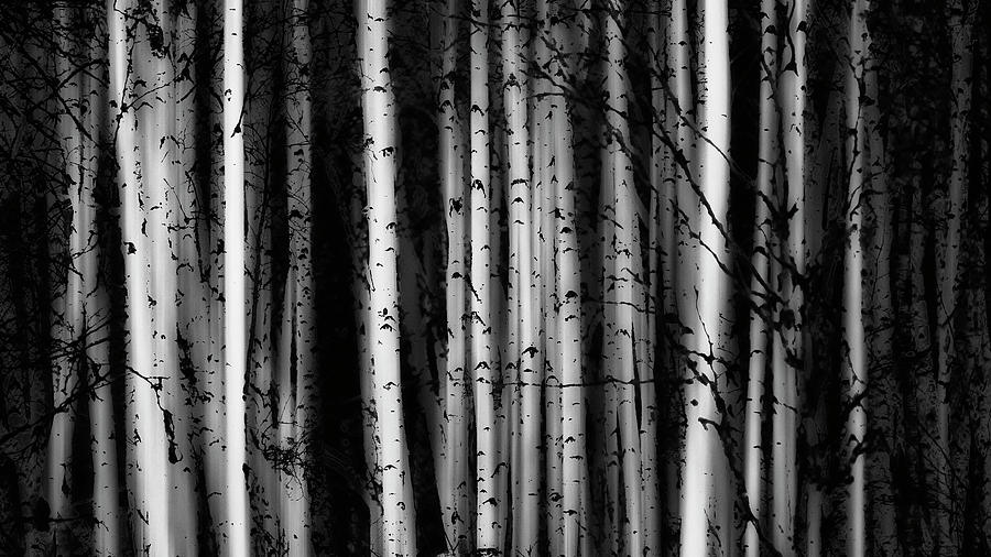 Forest Of Birch Trees  Alberta, Canada #1 Painting by Ron Harris