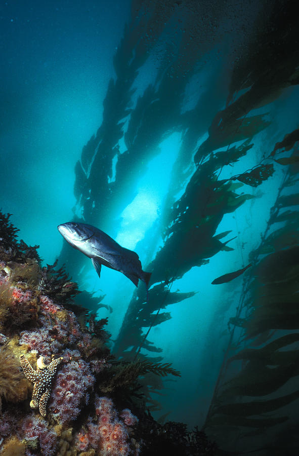 Forest Of Giant Kelp #1 Photograph by Greg Ochocki