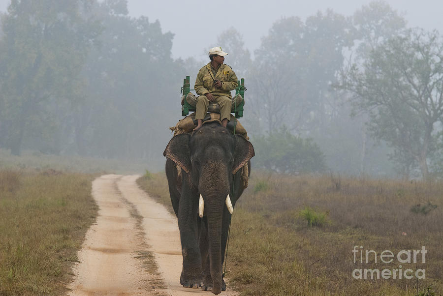 Mammal Photograph - Forest Ranger In Bandhavgarh National #1 by William H. Mullins