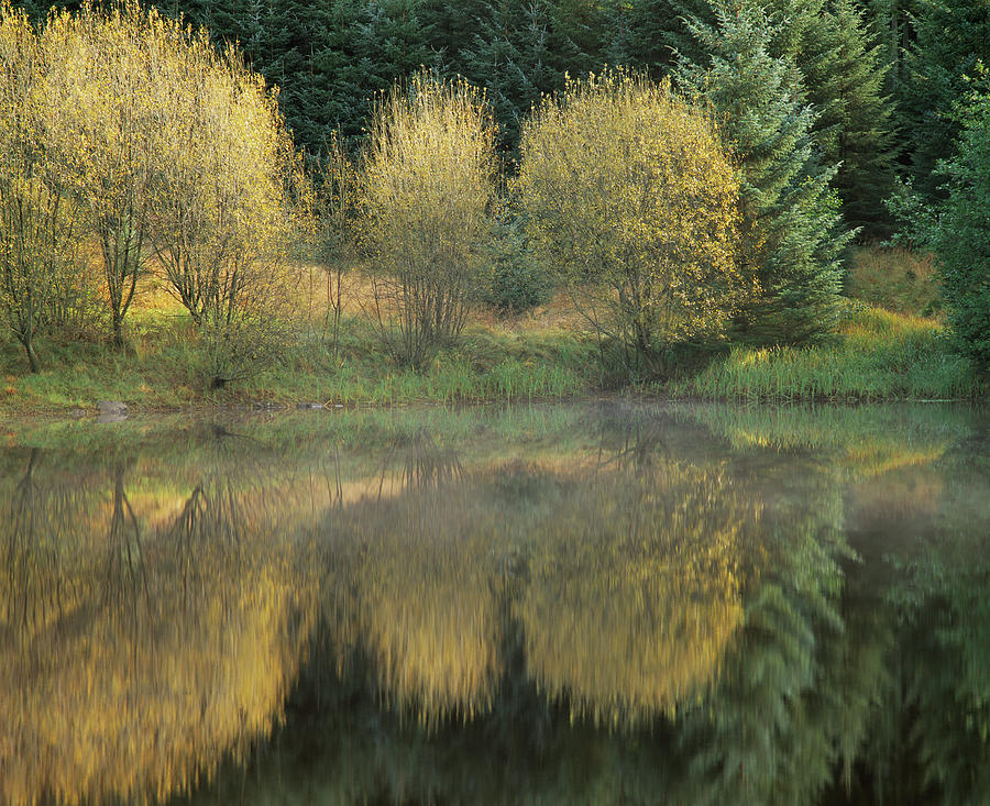 Forest Reflection #1 Photograph by Simon Fraser/science Photo Library