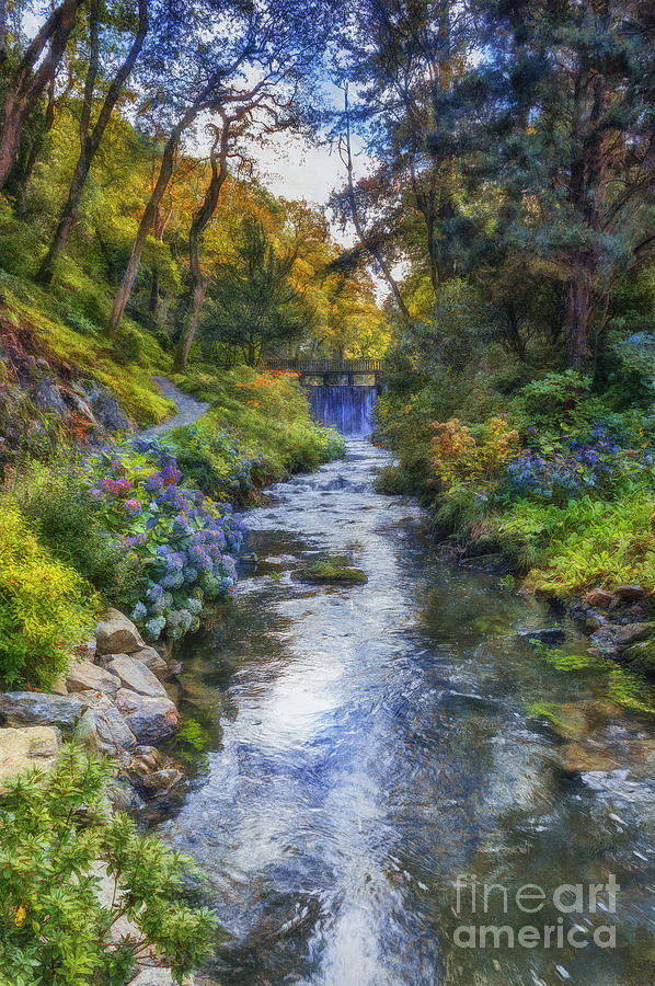 Forest Stream Photograph